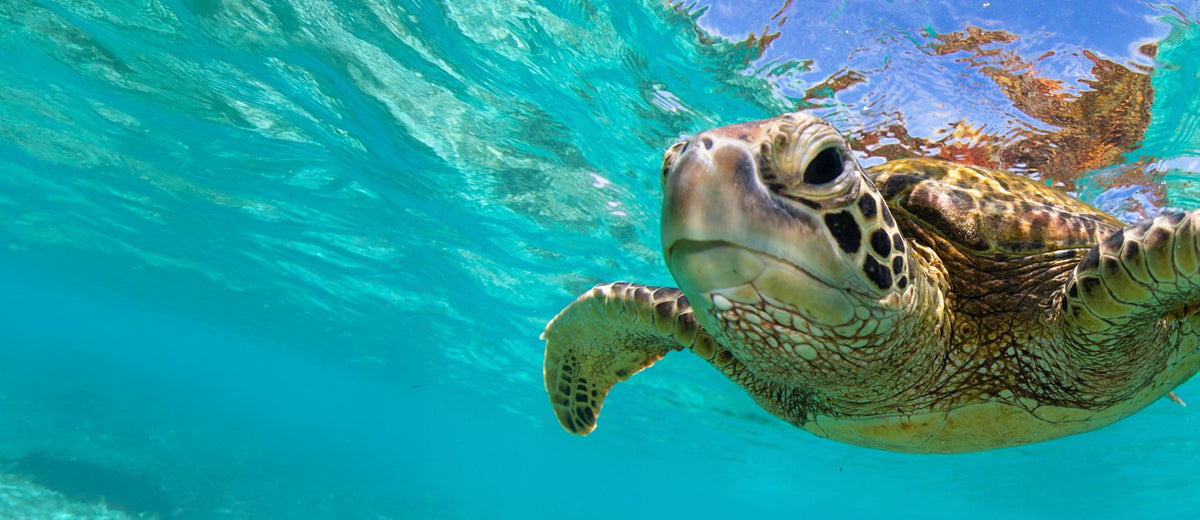 Adopt dierenweetjes header