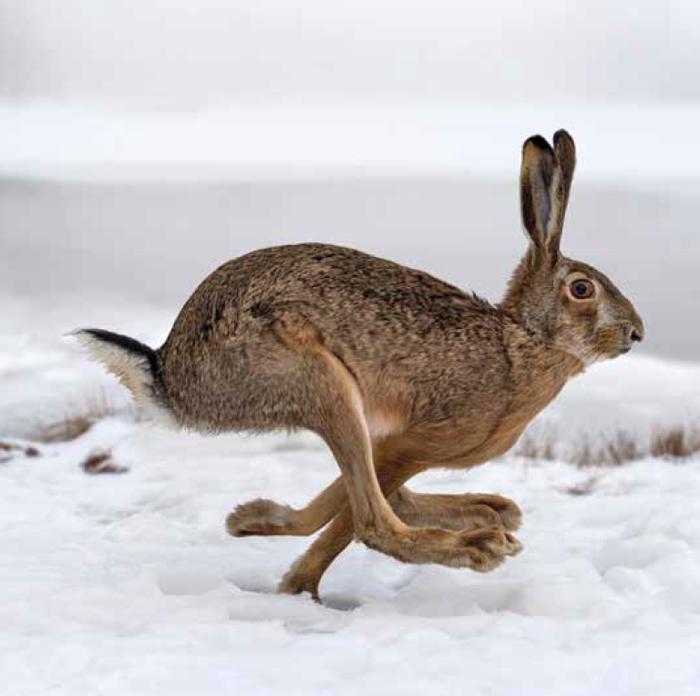 Bekking & Blitz x WWf kerstkaarten Dieren in de sneeuw 2024 04 WWF-Webshop