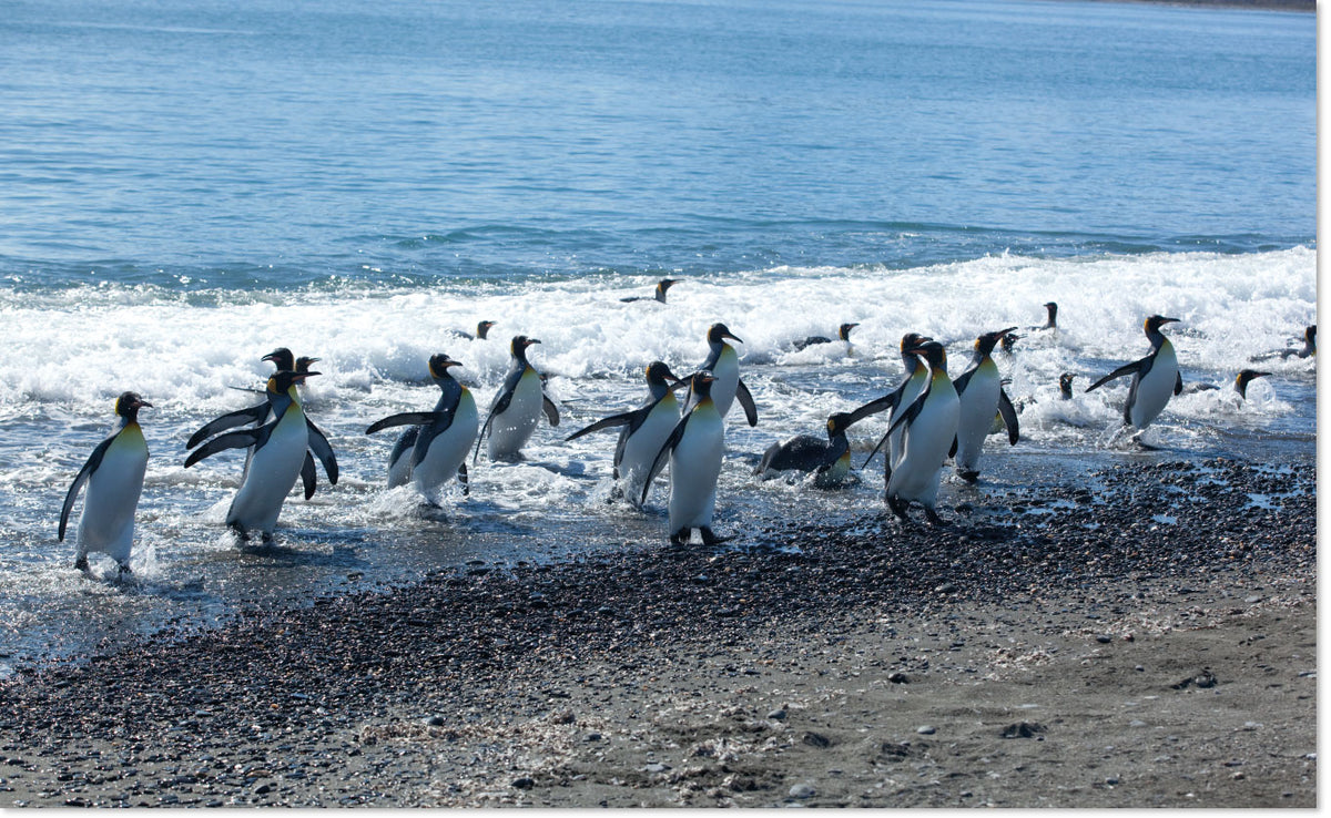 Onze laatste restjes ongerepte oernatuur spread WWF-Webshop