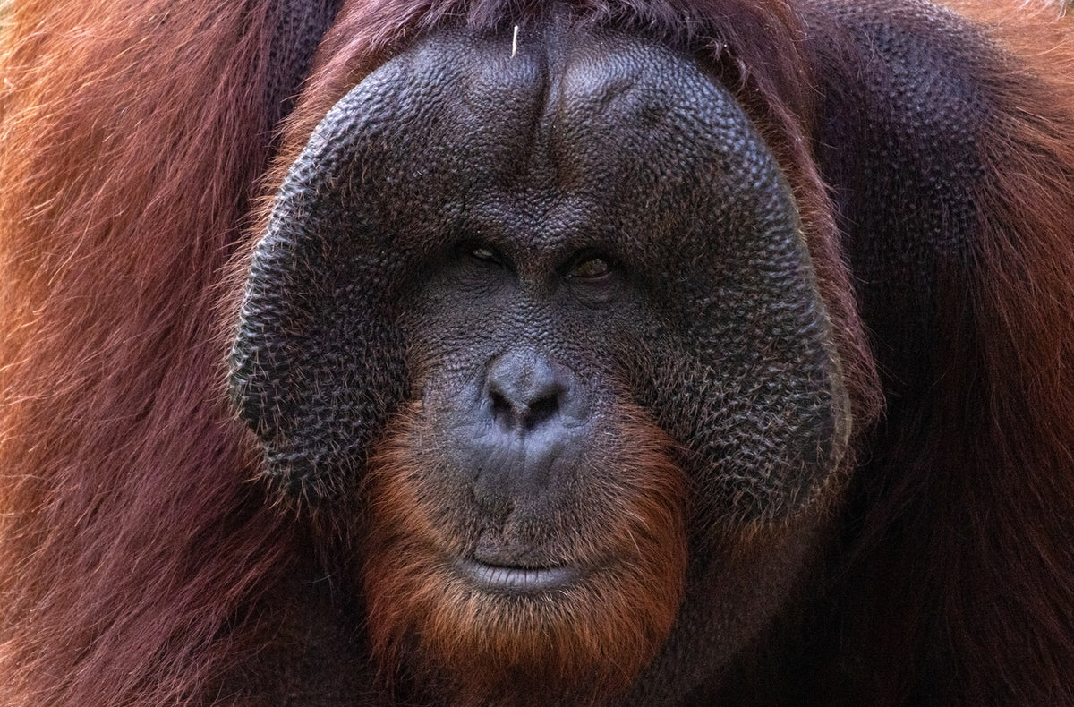 Orang-oetan
