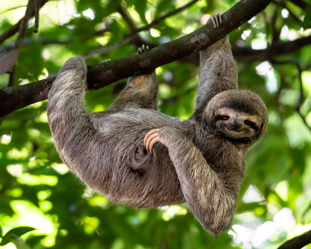 WWF BosjeBomen Website Beeld Luiaard WWF-Webshop