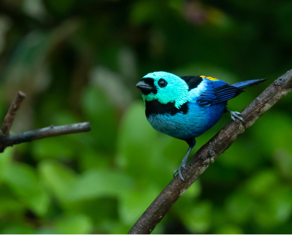 WWF BosjeBomen Website Beeld Tangare WWF-Webshop