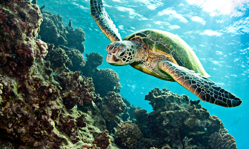 zeeschildpad