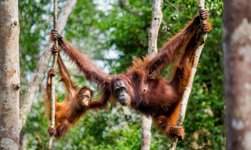 orang-oetans