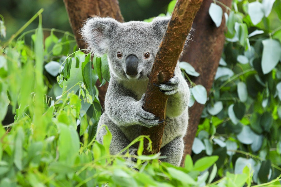 Koala's