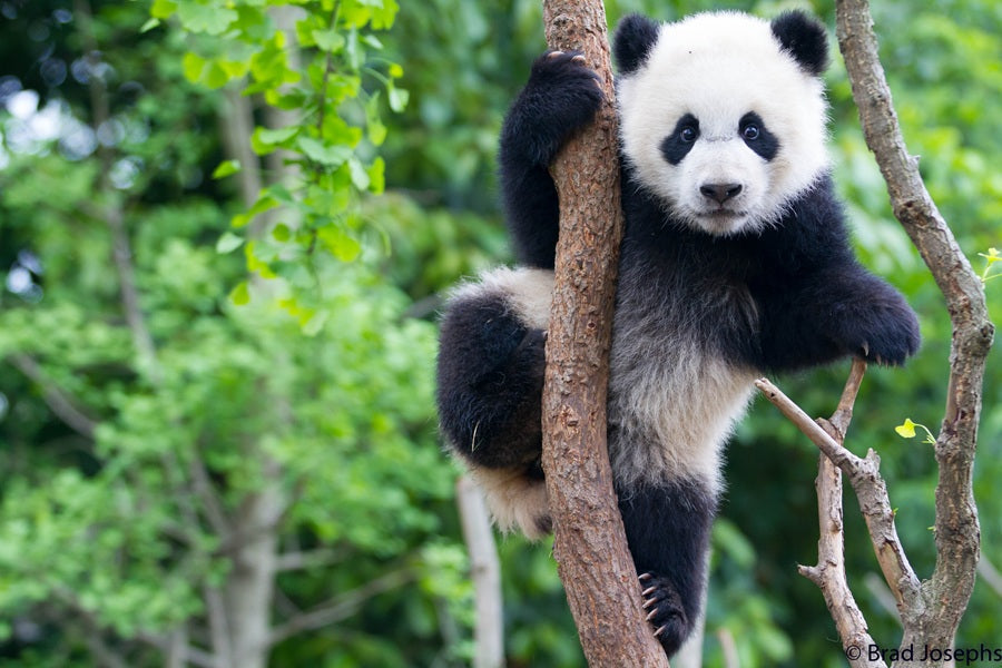 Panda's