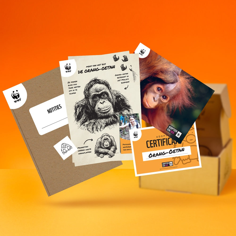 Adopteer een orang-oetan 02