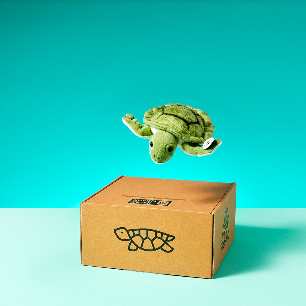Adopteer een zeeschildpad 01
