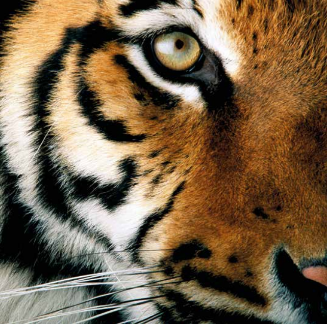 Bekking & Blitz x WWF kaarten Oog in oog 03 WWF-Webshop