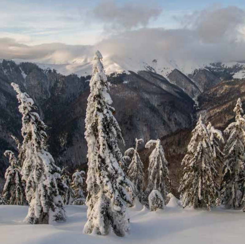 Bekking & Blitz x WWF kerstkaarten Besneeuwde bomen 01 WWF-Webshop