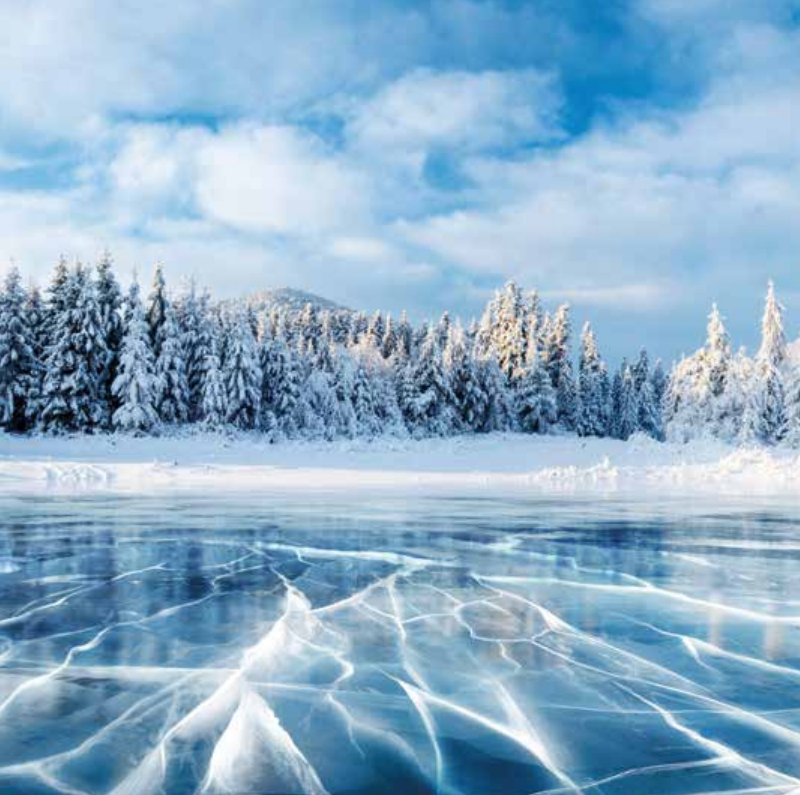 Bekking & Blitz x WWF kerstkaarten Besneeuwde bomen 03 WWF-Webshop