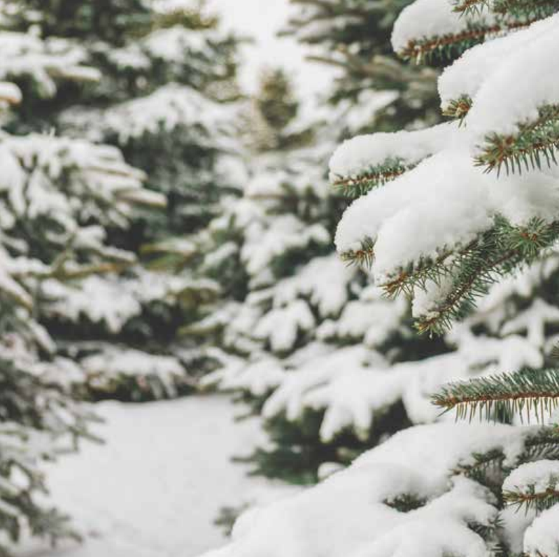 Bekking & Blitz x WWF kerstkaarten Besneeuwde bomen 04 WWF-Webshop