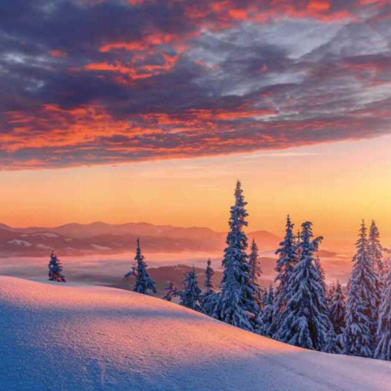 Bekking & Blitz x WWF kerstkaarten Besneeuwde bomen 05 WWF-Webshop