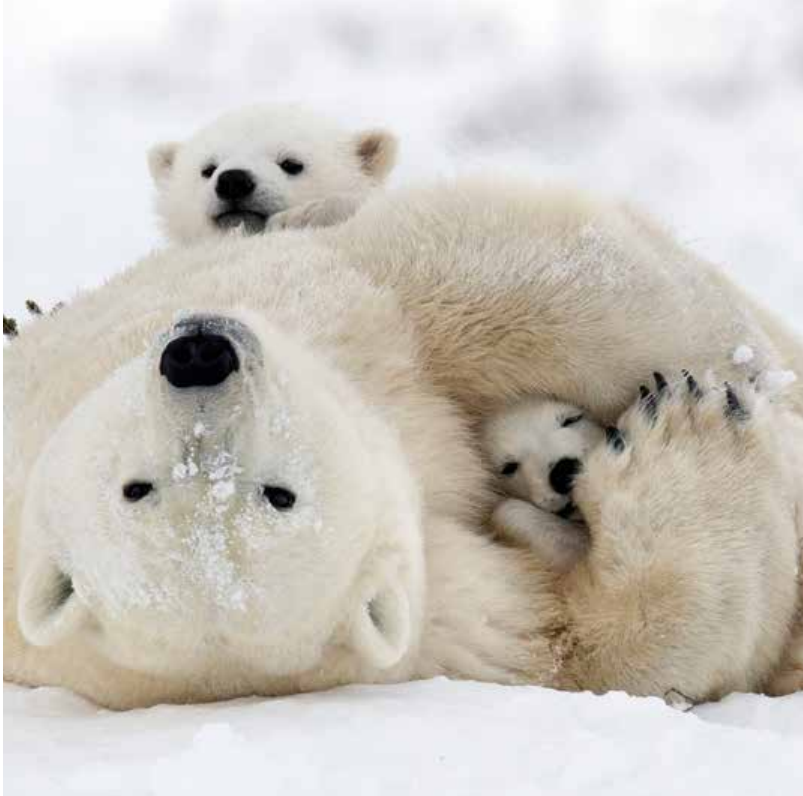 Bekking & Blitz x WWF kerstaarten Dieren in de sneeuw 01 WWF-Webshop