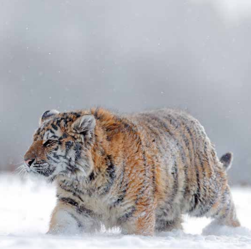 Bekking & Blitz x WWF kerstkaarten Dieren in de sneeuw 02 WWF-Webshop
