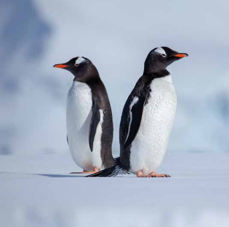 Bekking & Blitz x WWF kerstkaarten Dieren in de sneeuw 03 WWF-Webshop