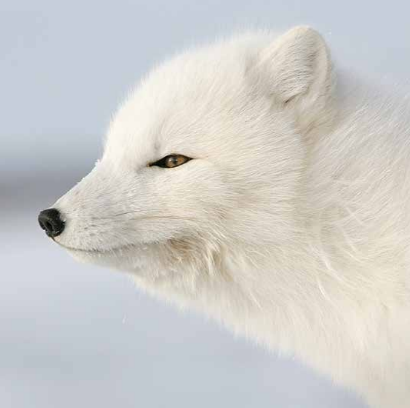 Bekking & Blitz x WWF kerstkaarten Dieren in de sneeuw 04 WWF-Webshop