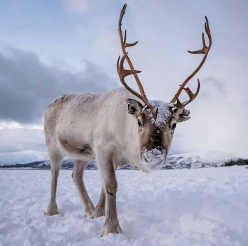 Bekking & Blitz x WWF kerstkaarten Dieren in de sneeuw 05 WWF-Webshop