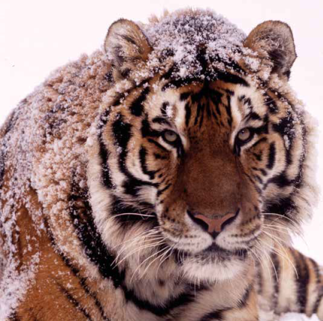 Bekking & Blitz x WWF kerstkaarten Dieren in de sneeuw 2024 01 WWf-Webshop
