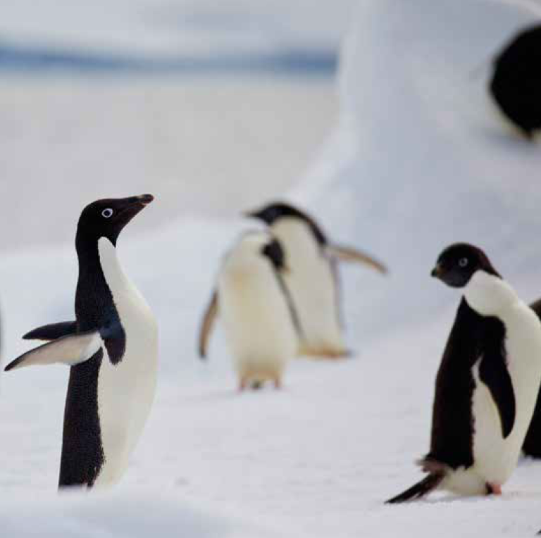 Bekking & Blitz x WWF kerstkaarten Dieren in de sneeuw 2024 02 WWF-Webshop