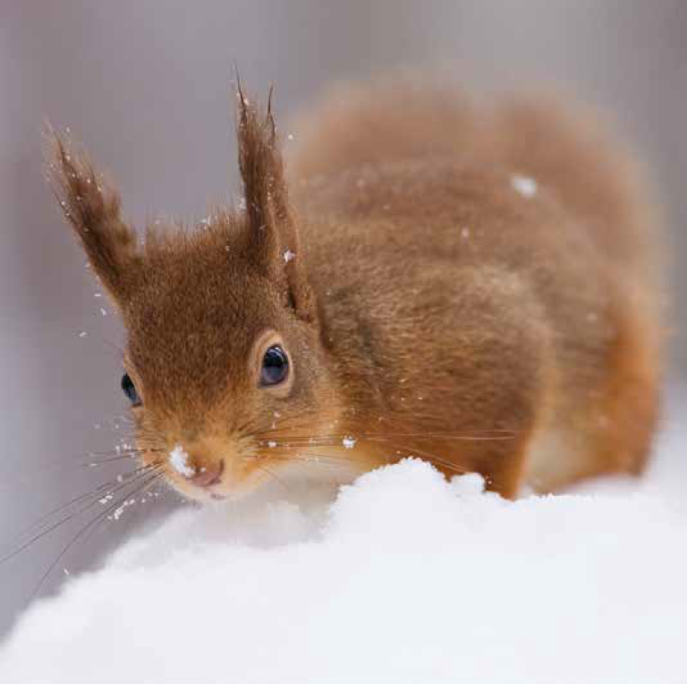 Bekking & Blitz x WWF kerstkaarten Dieren in de sneeuw 2024 03 WWF-Webshop