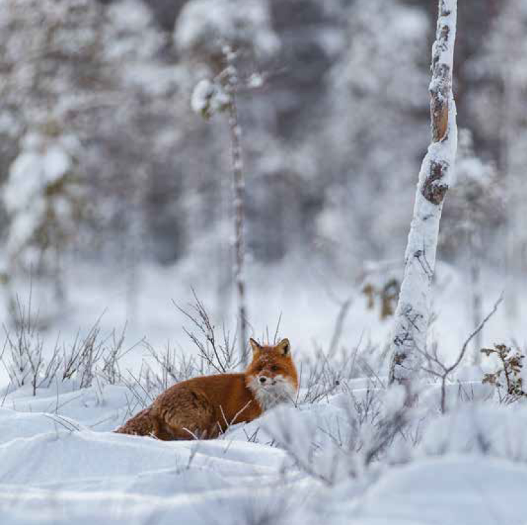Bekking & Blitz x WWF kerstkaarten Dieren in de sneeuw 2024 05 WWF-Webshop