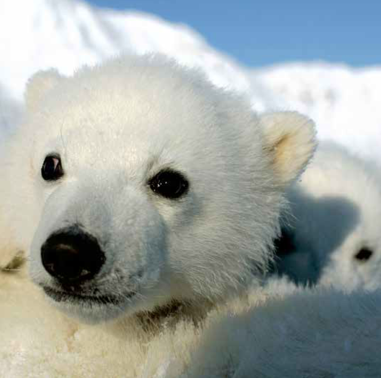 Bekking & Blitxz x WWF kerstkaarten IJsberen 01 WWF-Webshop