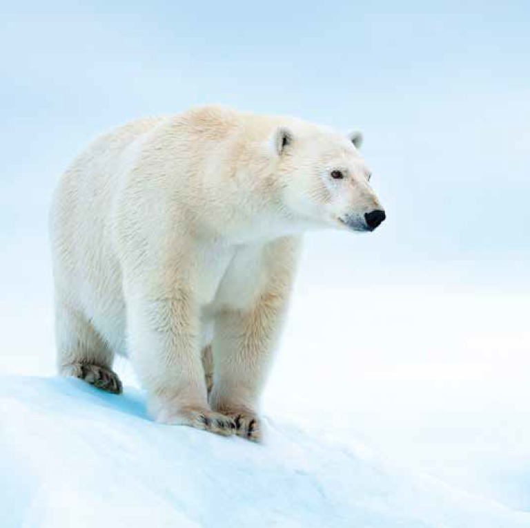 Bekking & Blitz x WWF kerstkaarten IJsberen  02 WWF-Webshop