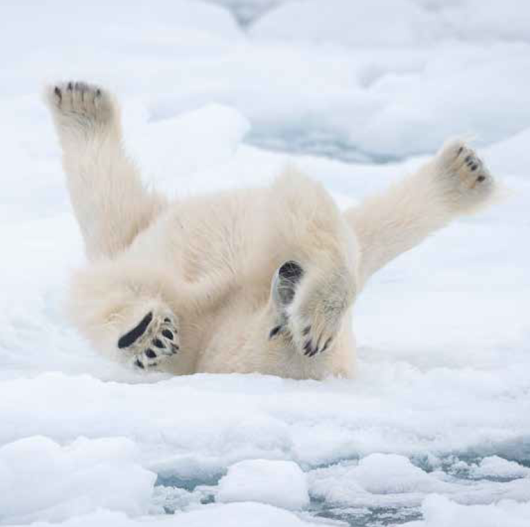 Bekking & Blitz x WWF kerstkaarten IJsberen 04 WWF-Webshop