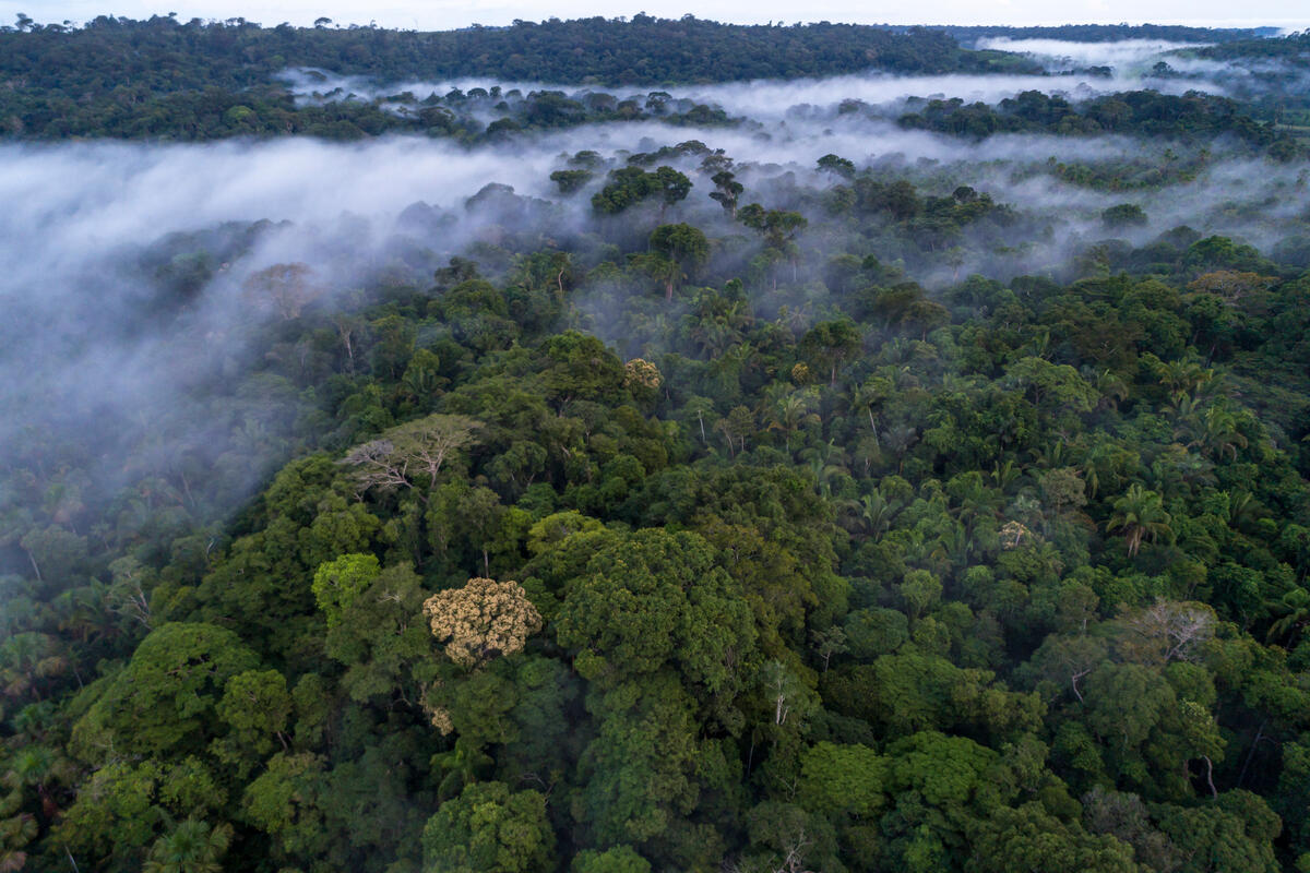 Banner Bovenaanzicht Amazone regenwoud WWF-Webshop