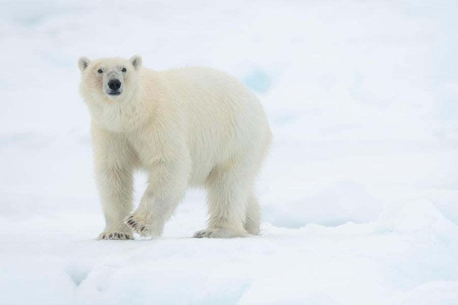 IJsbeer collectie WWF-webshop