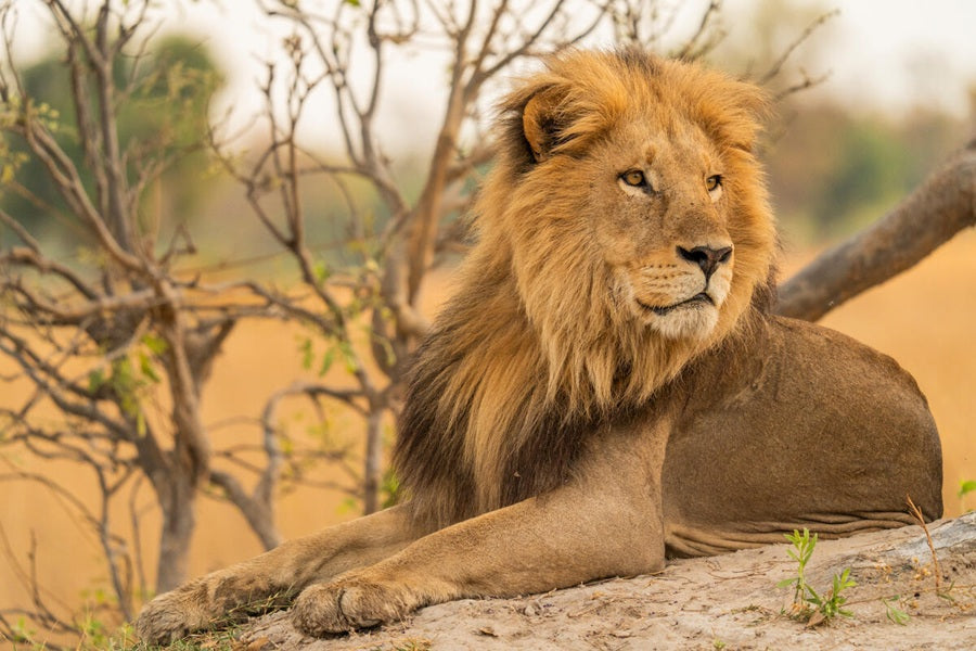 Leeuw collectie WWF-webshop