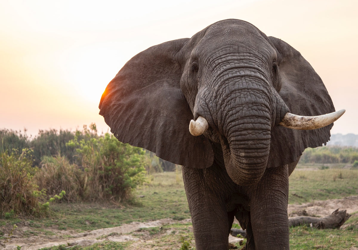 Olifant