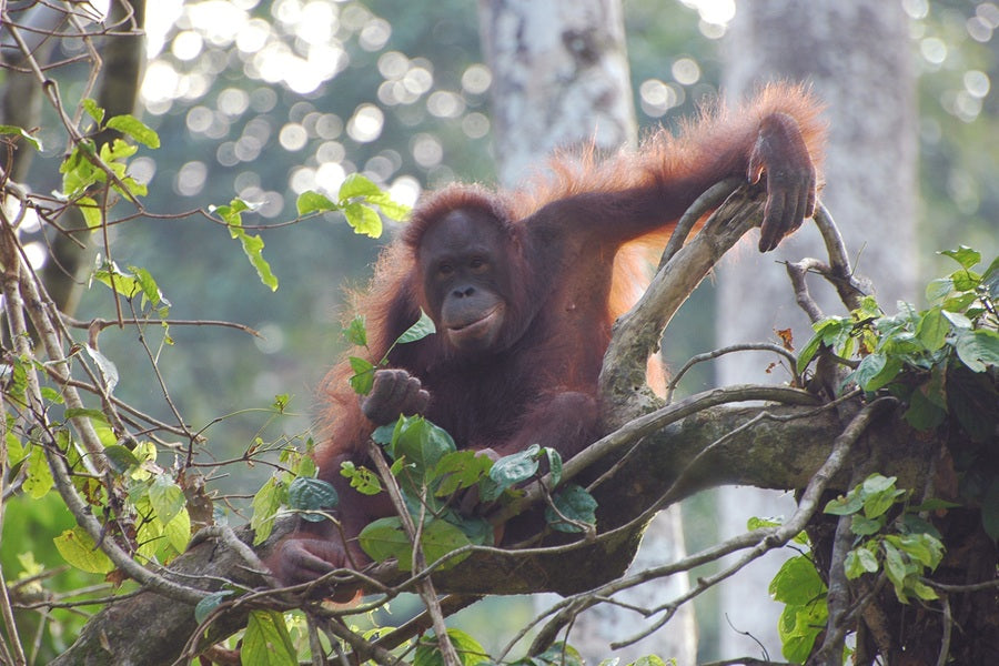 Orang-oetan collectie WWF-webshop