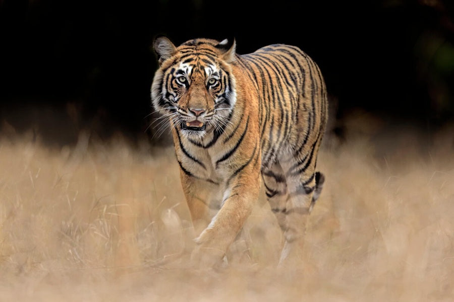 Tijger collectie WWF-webshop