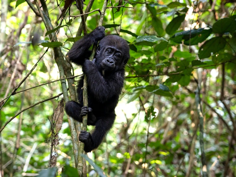 WWF Familieplanner 2027 foto 04 WWF-Webshop