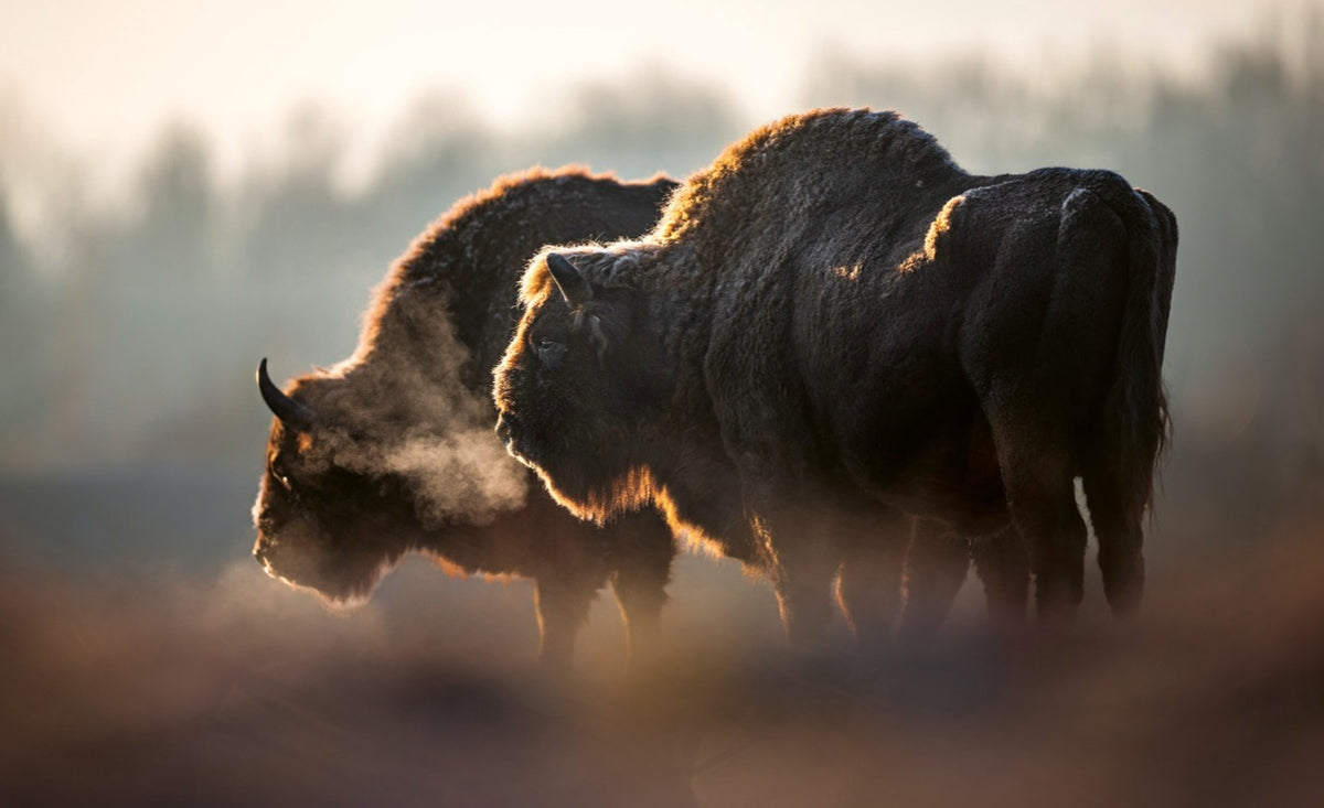 WWF Wandkalender 2027 groot foto 01 WWF-Webshop