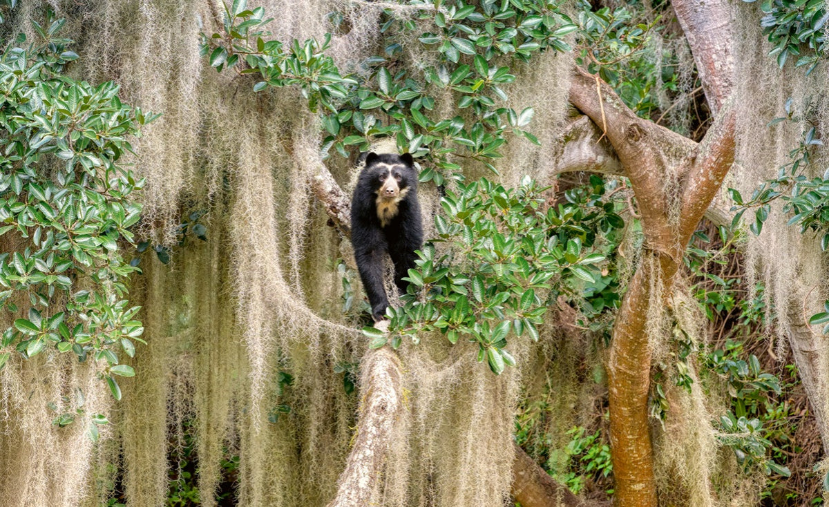 WWF Wandkalender 2027 groot foto 02 WWF-Webshop