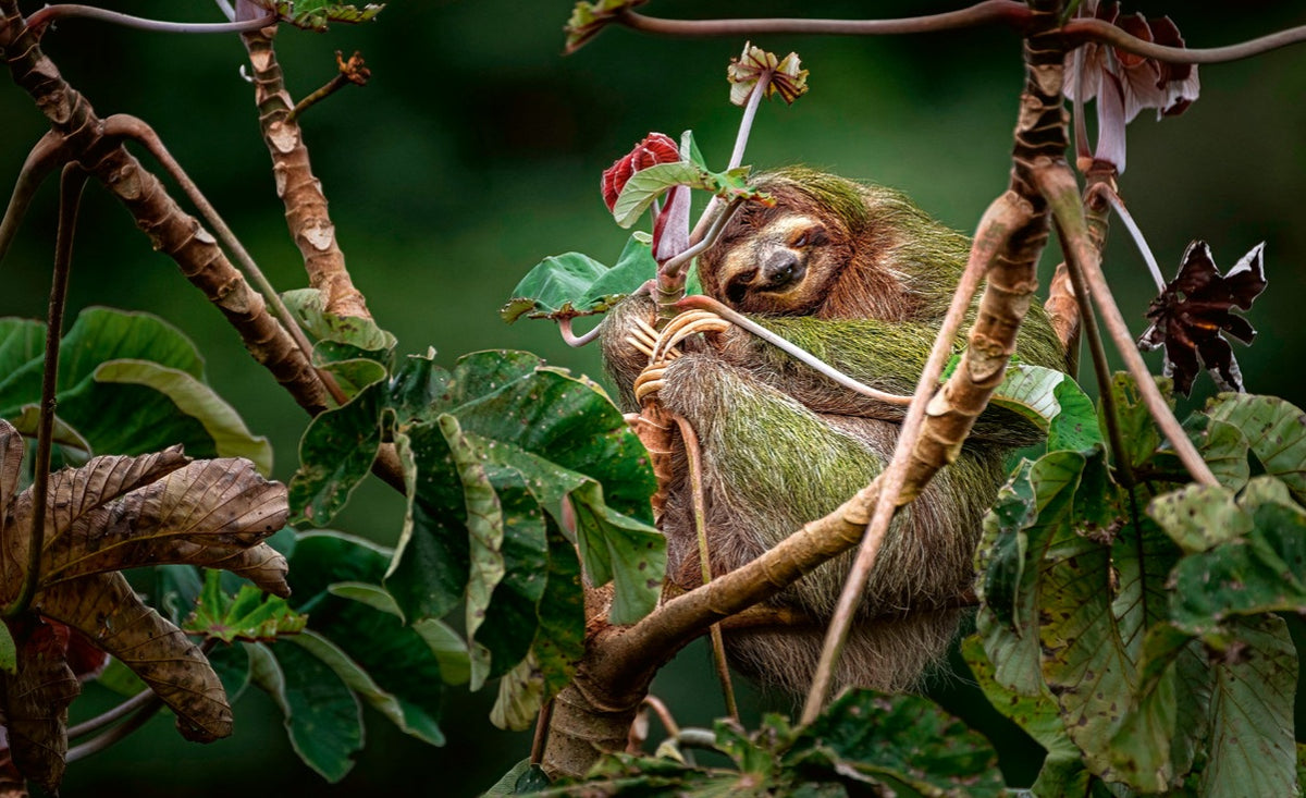 WWF Wandkalender 2027 groot foto 04 WWF-Webshop