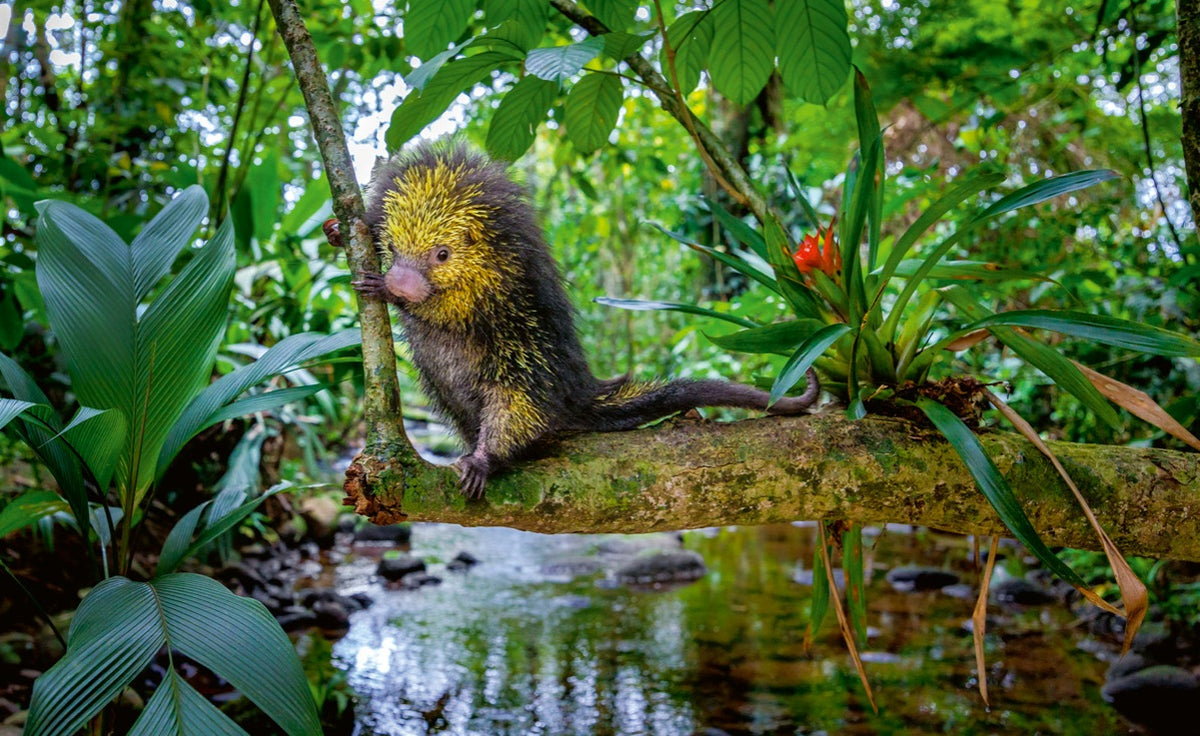 WWF Wandkalender 2027 groot foto 06 WWF-Webshop