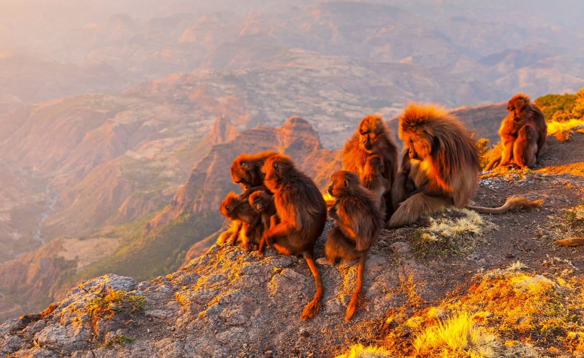 WWF Wandkalender 2027 groot foto 09 WWF-Webshop