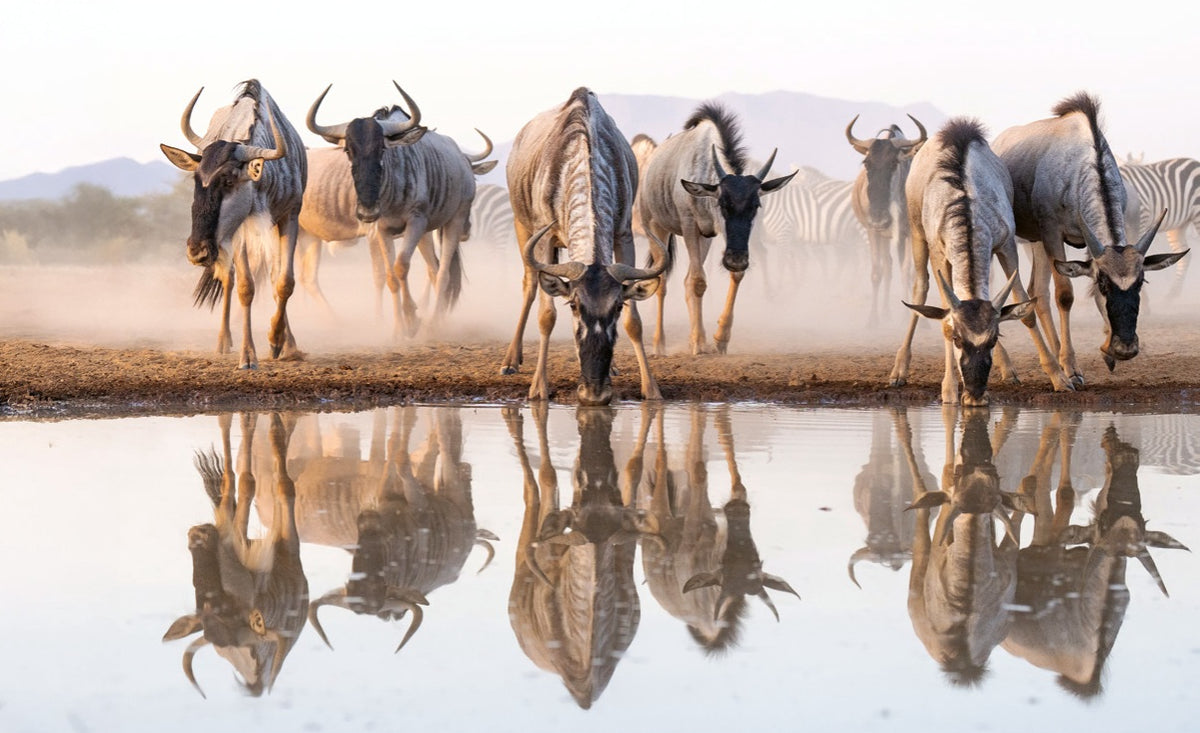 WWF Wandkalender 2027 groot foto 11 WWF-Webshop