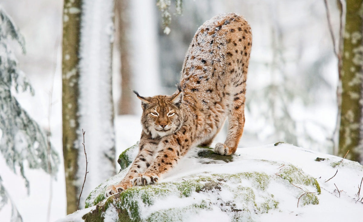 WWF Wandkalender 2027 groot foto 12 WWF-Webshop