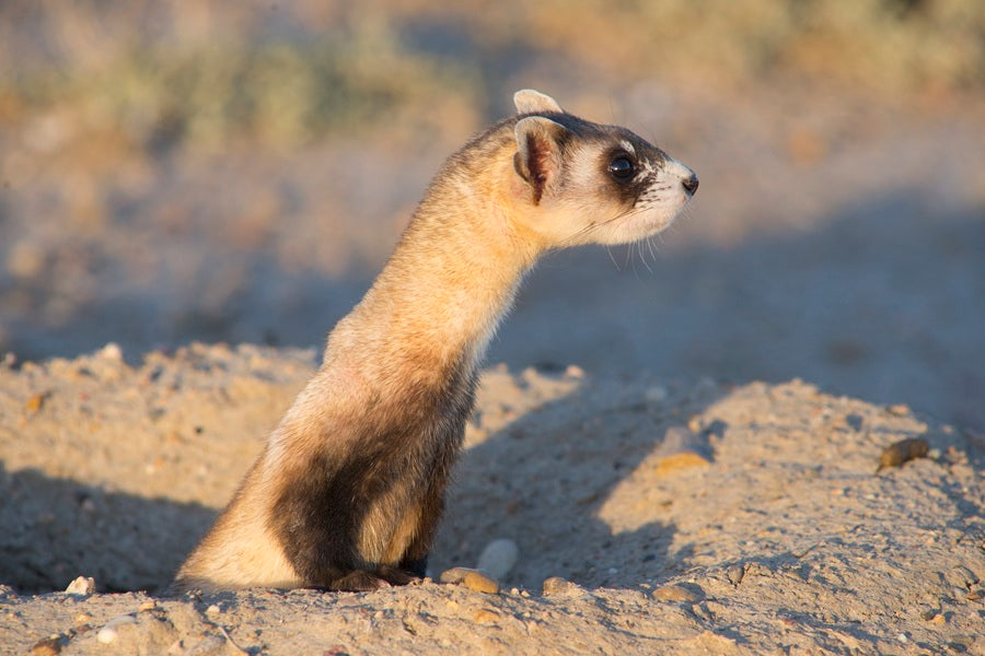 WWF Wandkalender 2027 middelgroot foto 01 WWF-Webshop