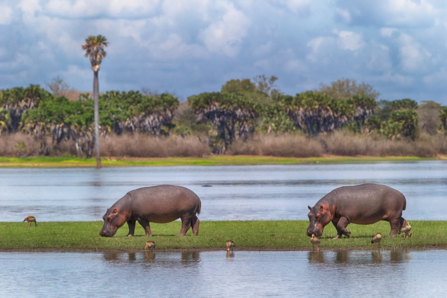 WWF Wandkalender2027 middelgroot foto 04 WWF-Webshop