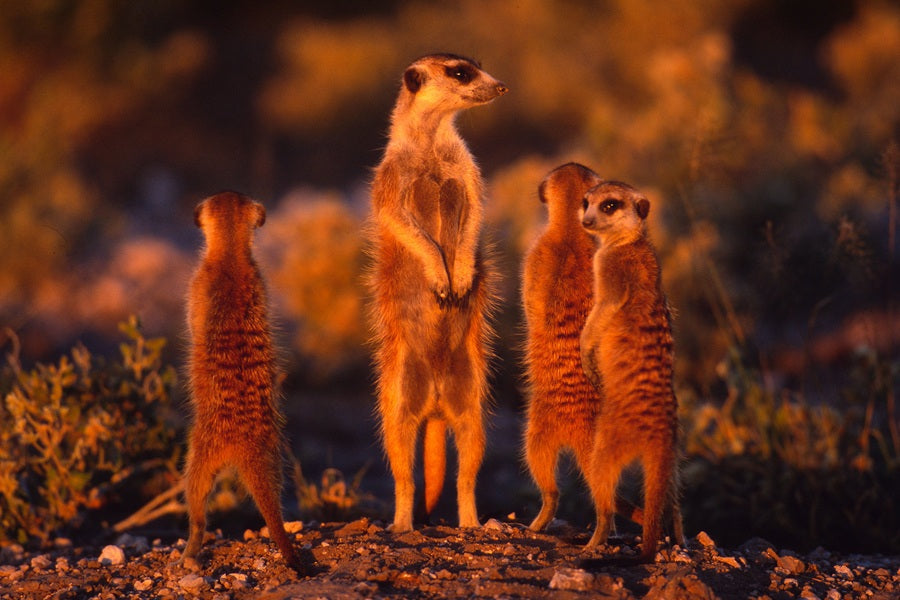 WWF Wandkalender 2027 middelgroot foto 10 WWF-Webshop