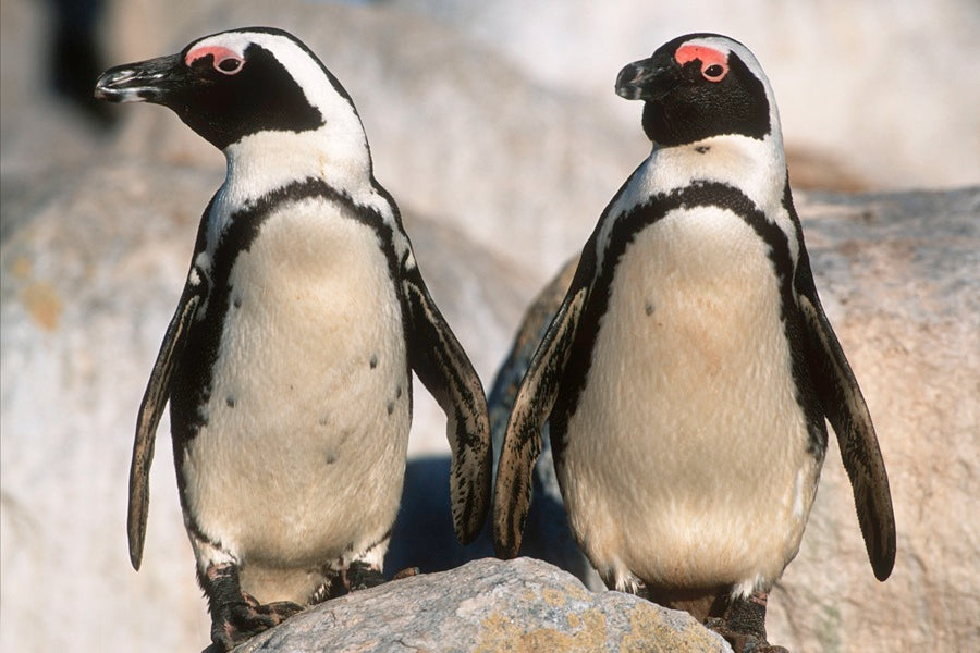 WWF Wandkalender 2027 middelgroot foto 11 WWF-Webshop