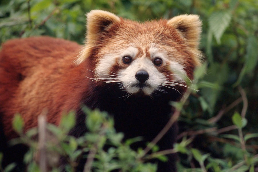 WWF Wandkalender 2027 middelgroot foto 12 WWF-Webshop