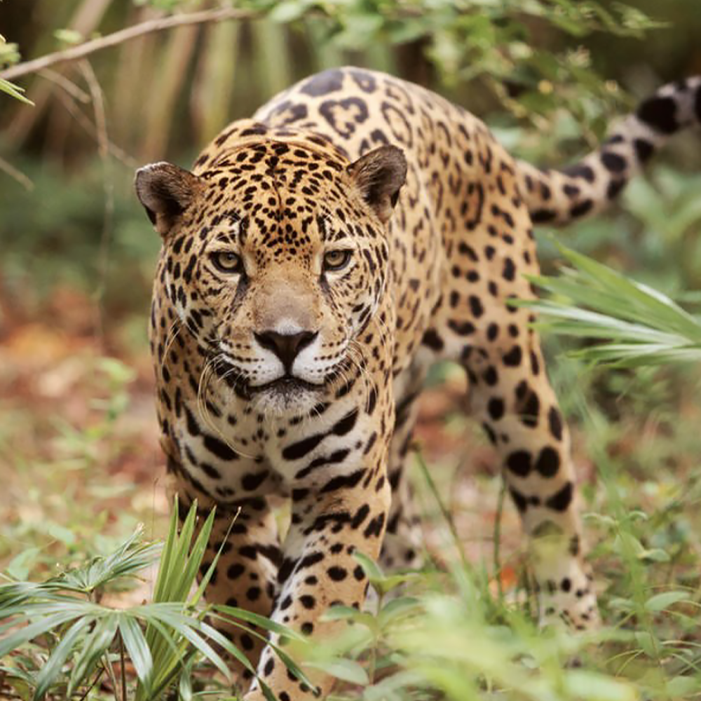 WWF BosjeBomen afbeelding Jaguar WWF_Webshop