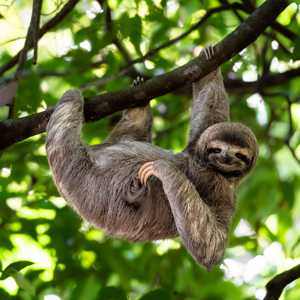 WWF BosjeBomen Website Beeld Luiaard WWF-Webshop